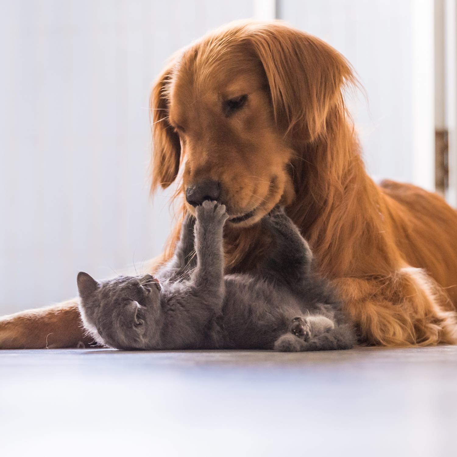 Produits vétérinaires Pharmacie Jeumontoise